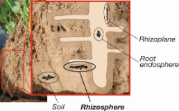 Rhizosphäre - Wurzel